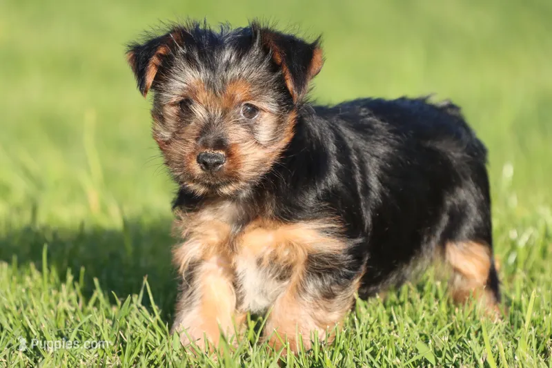 Crumbs – Yorkshire Terrier puppy for sale in Grand Rapids, MI