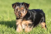 Crumbs, a male Yorkshire Terrier for sale in Grand Rapids, MI – Photo 1 of 4