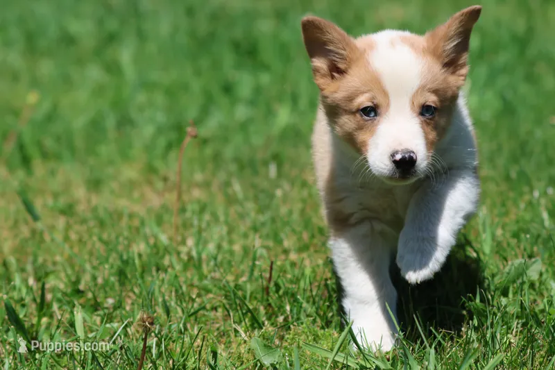 Snickerdoodles – Pembroke Welsh Corgi puppy for sale in Grand Rapids, MI