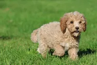 Atlas , a male Cavapoo and Cockapoo for sale in Grand Rapids, MI – 4 of 6