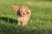 Kit Kat , a female Miniature Aussiedoodle for sale in Grand Rapids, MI – 4 of 4