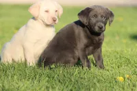 Blue Jay AKC, a female Labrador Retriever for sale in Grand Rapids, MI – Photo 2 of 6