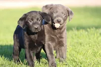 Blue Jay AKC, a female Labrador Retriever for sale in Grand Rapids, MI – Photo 6 of 6
