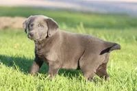 Blue Jay AKC, a female Labrador Retriever for sale in Grand Rapids, MI – Photo 4 of 6