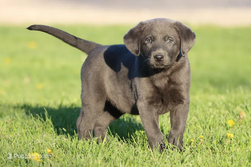 Blue Jay AKC – Labrador Retriever puppy for sale in Grand Rapids, MI