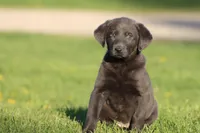 Blue Jay AKC, a female Labrador Retriever for sale in Grand Rapids, MI – Photo 3 of 6