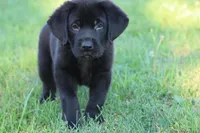 Knight AKC , a male Labrador Retriever for sale in Grand Rapids, MI – 5 of 5