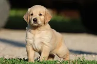 RUGER, a male Golden Retriever and Miniature Golden Retriever for sale in Grand Rapids, MI – 2 of 6