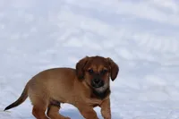 Goomba, a male Miniature Dachshund for sale in Grand Rapids, MI – Photo 3 of 5