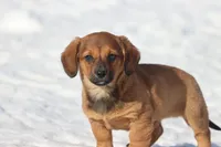 Goomba, a male Miniature Dachshund for sale in Grand Rapids, MI – Photo 2 of 5