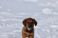 Goomba, a male Miniature Dachshund for sale in Grand Rapids, MI – Photo 4 of 5