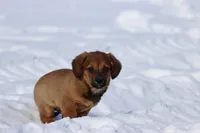 Goomba, a male Miniature Dachshund for sale in Grand Rapids, MI – Photo 1 of 5
