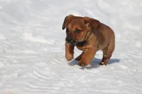 Goomba, a male Miniature Dachshund for sale in Grand Rapids, MI – Photo 5 of 5