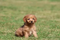 Bennie , a male Miniature Goldendoodle for sale in Grand Rapids, MI – 3 of 5