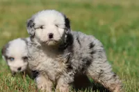 Potato Chips, a male Aussiedoodle and Bernedoodle for sale in Grand Rapids, MI – 2 of 5