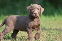Bailey AKC , a male Labrador Retriever for sale in Grand Rapids, MI – 2 of 5