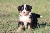 Molly, a female Australian Shepherd and Bernese Mountain Dog for sale in Grand Rapids, MI – Photo 4 of 6