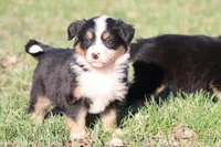 Molly, a female Australian Shepherd and Bernese Mountain Dog for sale in Grand Rapids, MI – Photo 3 of 6
