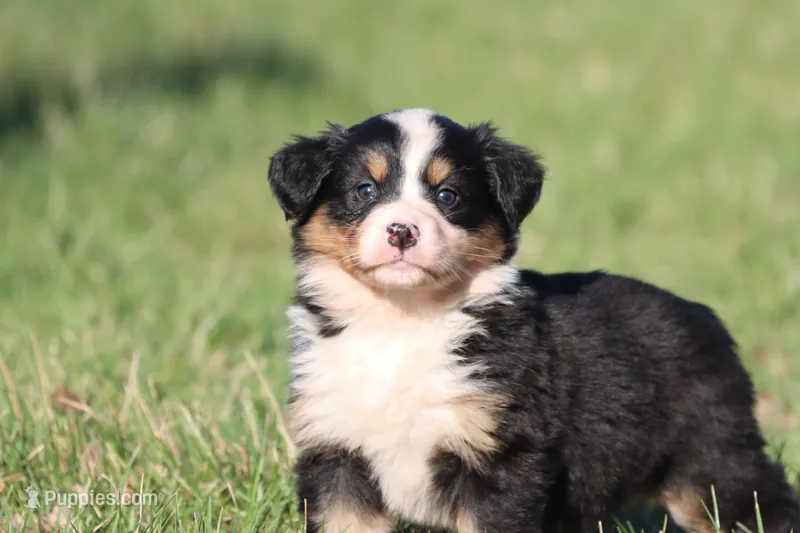 Molly – Australian Shepherd, Bernese Mountain Dog puppy for sale in Grand Rapids, MI