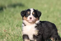 Molly, a female Australian Shepherd and Bernese Mountain Dog for sale in Grand Rapids, MI – Photo 1 of 6