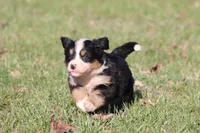 Molly, a female Australian Shepherd and Bernese Mountain Dog for sale in Grand Rapids, MI – Photo 6 of 6