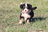 Molly, a female Australian Shepherd and Bernese Mountain Dog for sale in Grand Rapids, MI – Photo 2 of 6