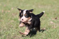 Molly, a female Australian Shepherd and Bernese Mountain Dog for sale in Grand Rapids, MI – Photo 5 of 6
