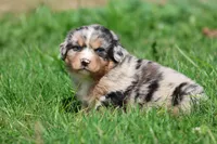 Chewbacca, a male Australian Shepherd and Bernese Mountain Dog for sale in Grand Rapids, MI – 5 of 5