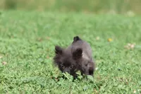 Betty AKC, a female Pomeranian for sale in Grand Rapids, MI – 3 of 4