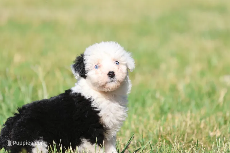 Panda Bear – Aussiedoodle, Bernedoodle puppy for sale in Grand Rapids, MI