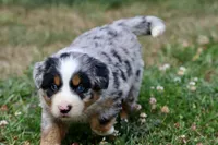 Jedi, a male Australian Shepherd and Bernese Mountain Dog for sale in Grand Rapids, MI – 5 of 6