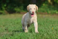 Sunny AKC , a male Labrador Retriever for sale in Grand Rapids, MI – 5 of 7
