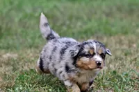 Chewbacca, a male Australian Shepherd and Bernese Mountain Dog for sale in Grand Rapids, MI – 4 of 5