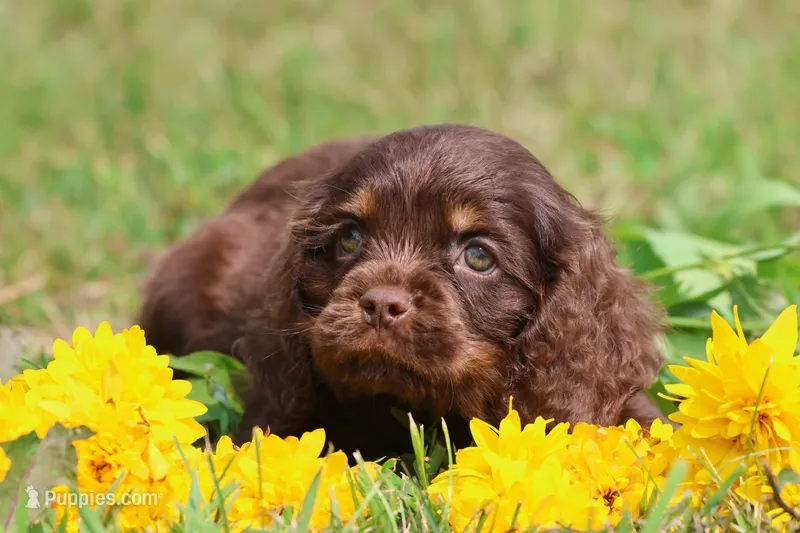 Archer – Cocker Spaniel, Cavalier King Charles Spaniel puppy for sale in Grand Rapids, MI