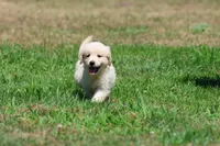 True Love, a female Golden Retriever and English Cream Golden Retriever for sale in Grand Rapids, MI – 2 of 7
