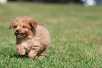 Smiles , a male Miniature Goldendoodle for sale in Grand Rapids, MI – 4 of 6