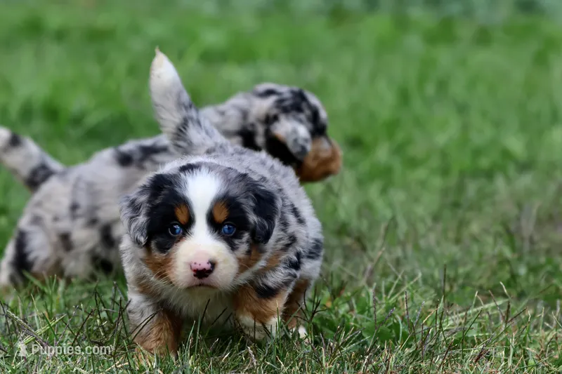 Jedi – Australian Shepherd, Bernese Mountain Dog puppy for sale in Grand Rapids, MI