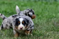 Jedi, a male Australian Shepherd and Bernese Mountain Dog for sale in Grand Rapids, MI – 1 of 6