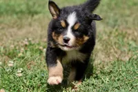 Darth Vader , a male Australian Shepherd and Bernese Mountain Dog for sale in Grand Rapids, MI – 4 of 6