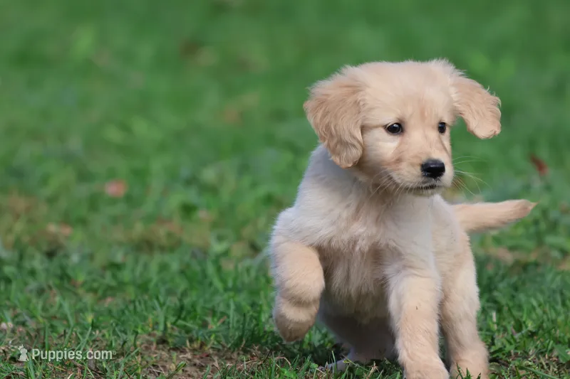Buttercup AKC – Golden Retriever puppy for sale in Grand Rapids, MI