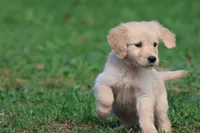 Buttercup AKC, a female Golden Retriever for sale in Grand Rapids, MI – 1 of 6
