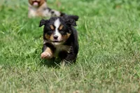 Darth Vader , a male Australian Shepherd and Bernese Mountain Dog for sale in Grand Rapids, MI – 6 of 6