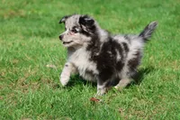 Fetch, a male Pomeranian and Toy Australian Shepherd for sale in Grand Rapids, MI – 7 of 7