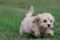 Baxter, a male Cavapoo for sale in Grand Rapids, MI – 5 of 8