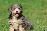 Cotton Candy, a female Miniature Bernedoodle for sale in Grand Rapids, MI – 4 of 5