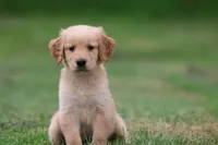 Maxamillion AKC , a male Golden Retriever for sale in Grand Rapids, MI – 3 of 6