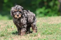 Blue , a male Bernedoodle and Miniature Bernedoodle for sale in Grand Rapids, MI – 4 of 5