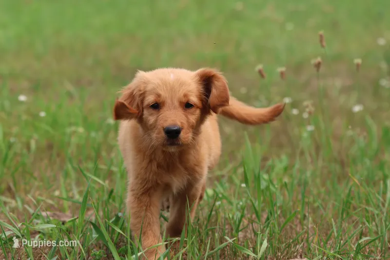 Trudy – Golden Retriever puppy for sale in Grand Rapids, MI