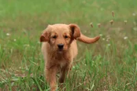 Trudy, a female Golden Retriever for sale in Grand Rapids, MI – 1 of 3