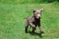 Dozer AKC , a male Labrador Retriever for sale in Grand Rapids, MI – 3 of 7